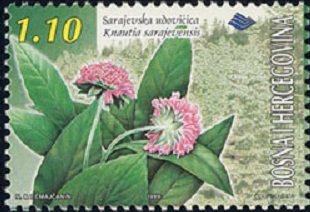 Stamp, Knautia sarajevensis, Bosnia and Herzegovina,  