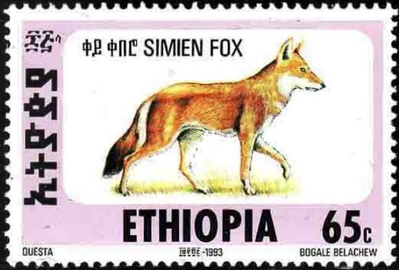 Ethiopian Wolf (Canis simensis)