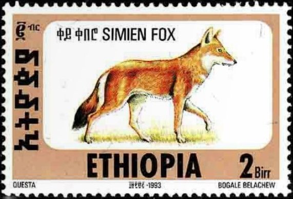Ethiopian Wolf (Canis simensis)