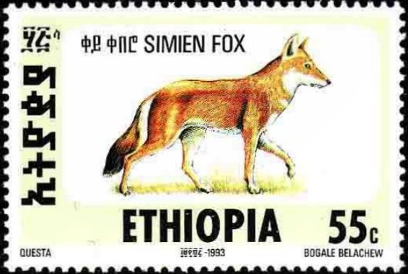 Ethiopian Wolf (Canis simensis)