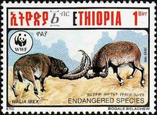 Ethiopian ibex (Capra ibex walie)