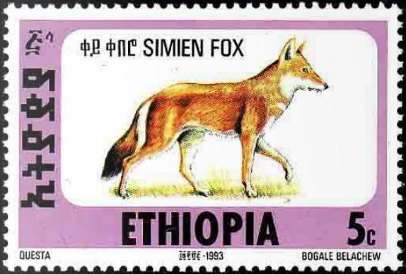 Ethiopian Wolf (Canis simensis)