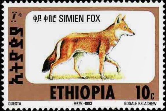 Ethiopian Wolf (Canis simensis)