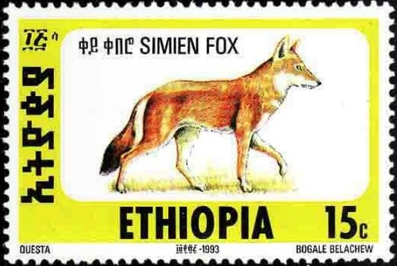 Ethiopian Wolf (Canis simensis)