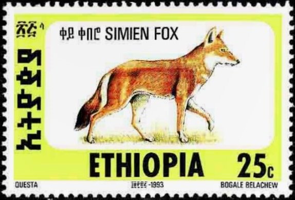 Ethiopian Wolf (Canis simensis)