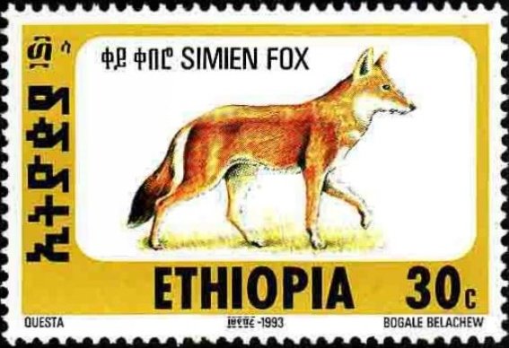 Ethiopian Wolf (Canis simensis)