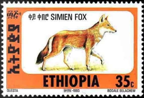 Ethiopian Wolf (Canis simensis)