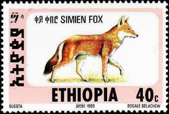 Ethiopian Wolf (Canis simensis)
