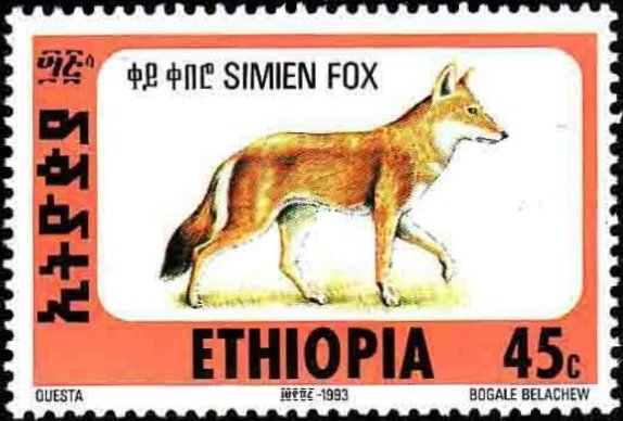 Ethiopian Wolf (Canis simensis)