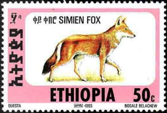 Ethiopian Wolf (Canis simensis)