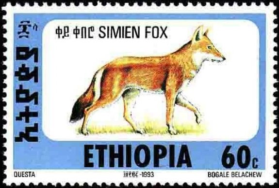 Ethiopian Wolf (Canis simensis)