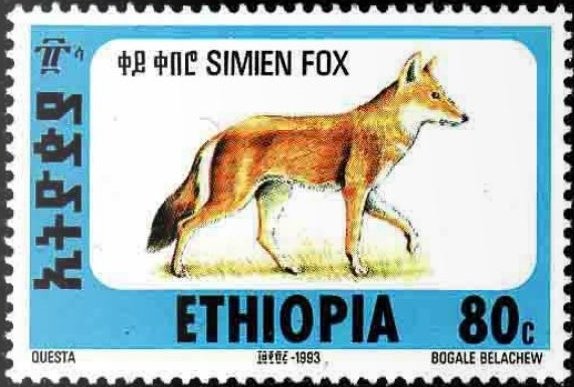 Ethiopian Wolf (Canis simensis)