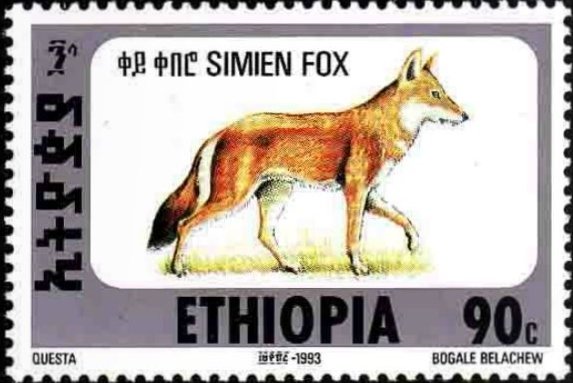Ethiopian Wolf (Canis simensis)