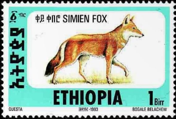 Ethiopian Wolf (Canis simensis)