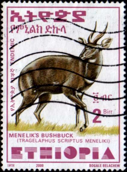 Menelik's Bushbuck (Tragelaphus scriptus meneliki)