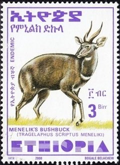 Menelik's Bushbuck (Tragelaphus scriptus meneliki)
