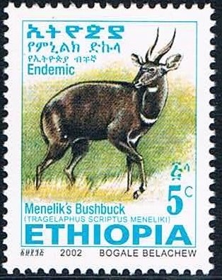 Menelik's Bushbuck