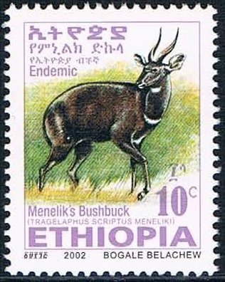 Menelik's Bushbock (Tragelaphus scriptus meneliki)