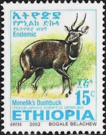 Menelik's Bushbock (Tragelaphus scriptus meneliki)