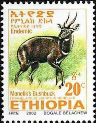 Menelik's Bushbock (Tragelaphus scriptus meneliki)