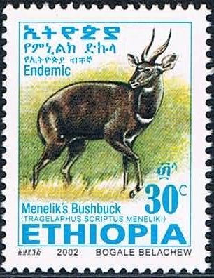 Menelik's Bushbock (Tragelaphus scriptus meneliki)