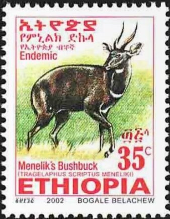 Menelik's Bushbock (Tragelaphus scriptus meneliki)