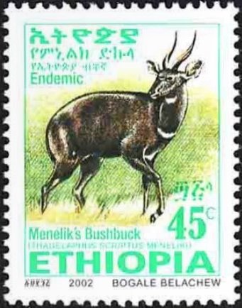 Menelik's Bushbock (Tragelaphus scriptus meneliki)