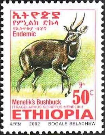 Menelik's Bushbock (Tragelaphus scriptus meneliki)