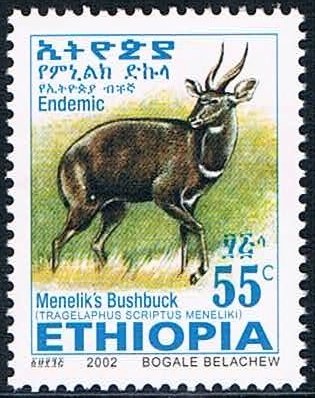 Menelik's Bushbock (Tragelaphus scriptus meneliki)