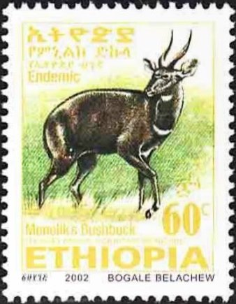 Menelik's Bushbock (Tragelaphus scriptus meneliki)