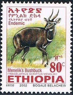 Menelik's Bushbock (Tragelaphus scriptus meneliki)