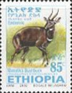Menelik's Bushbock (Tragelaphus scriptus meneliki)