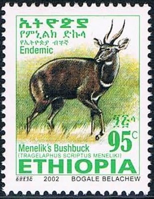 Menelik's Bushbock (Tragelaphus scriptus meneliki)