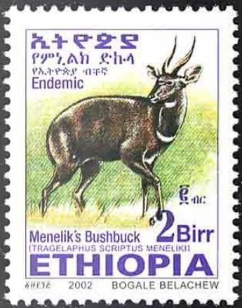 Menelik's Bushbock (Tragelaphus scriptus meneliki)