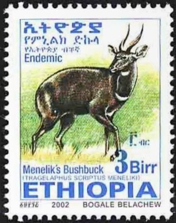 Menelik's Bushbock (Tragelaphus scriptus meneliki)