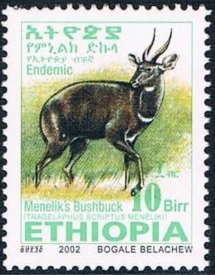 Menelik's Bushbock (Tragelaphus scriptus meneliki)