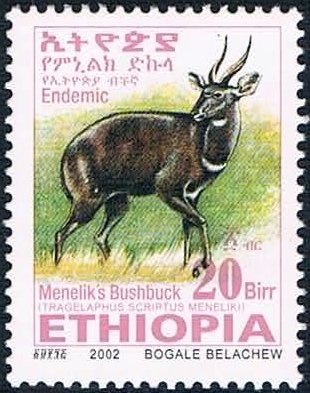 Menelik's Bushbock (Tragelaphus scriptus meneliki)
