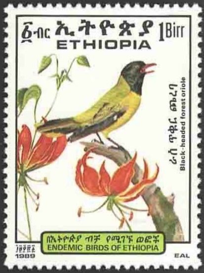 Dark-headed Oriole (Oriolus monacha)