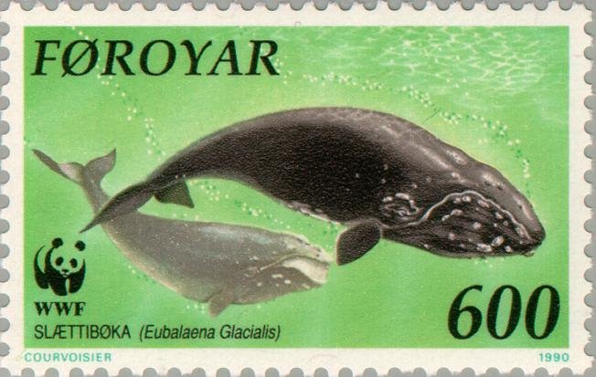 North Atlantic Right Whale (Eubalaena glacialis)