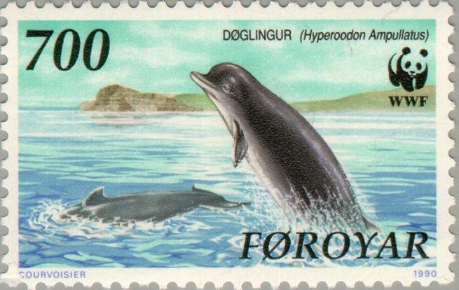 Northern Bottlenose Whale (Hyperoodon ampullatus) 