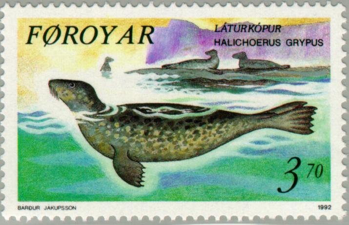 Gray Seal (Halichoerus grypus)