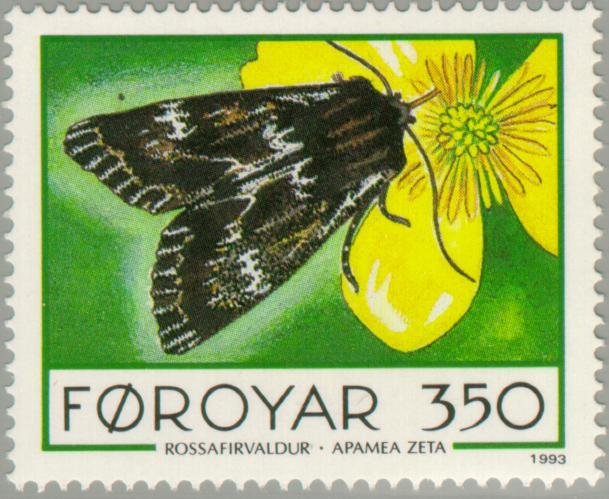 Exile Moth (Apamea zeta)