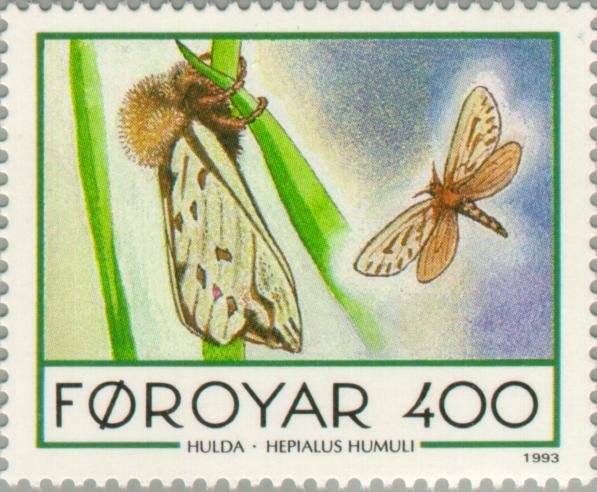 Ghost Moth (Hepialus humulu)