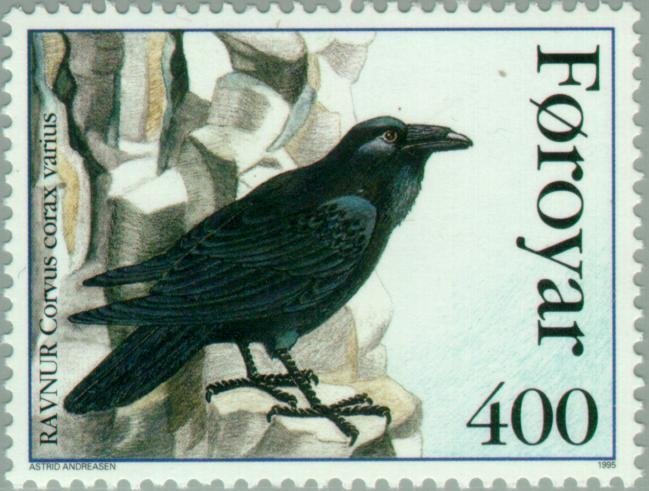 Pied Raven (Corvus corax varius) 