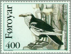Stamp, Pied Raven (Corvus corax varius), Faroe Islands,  , Birds, Animals (Fauna)