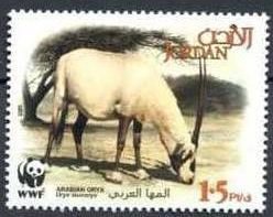 Arabian Oryx (Oryx leucoryx)