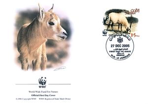 Arabian Oryx (Oryx leucoryx)