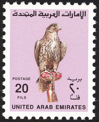 Saker Falcon (Falco cherrug)
