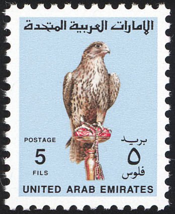 Saker Falcon (Falco cherrug)