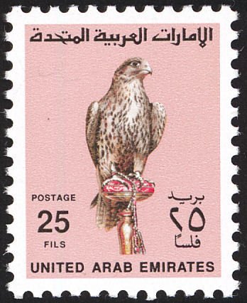 Saker Falcon (Falco cherrug)